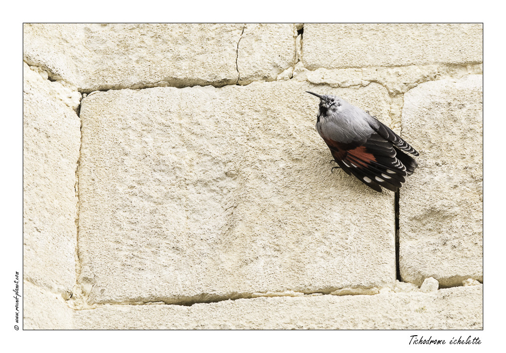 Quel insecte fait des trous dans les murs ?