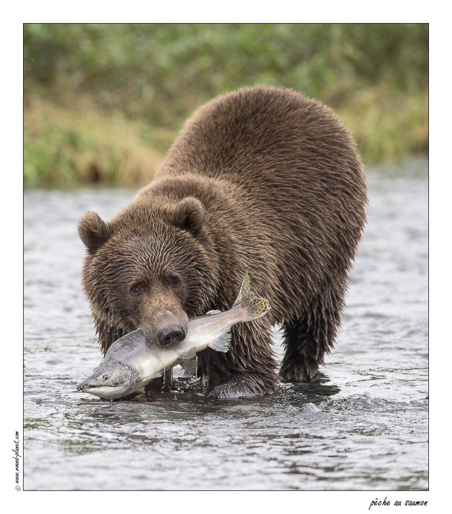 que faire quand rencontre un ours